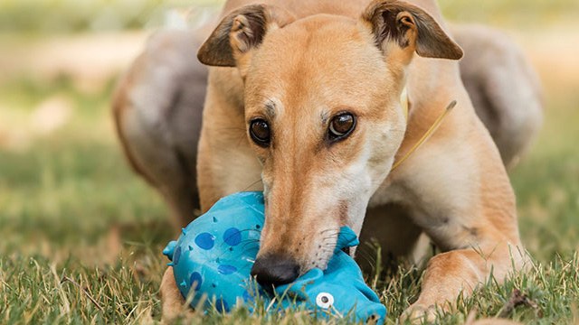 greyhound dogs as pets