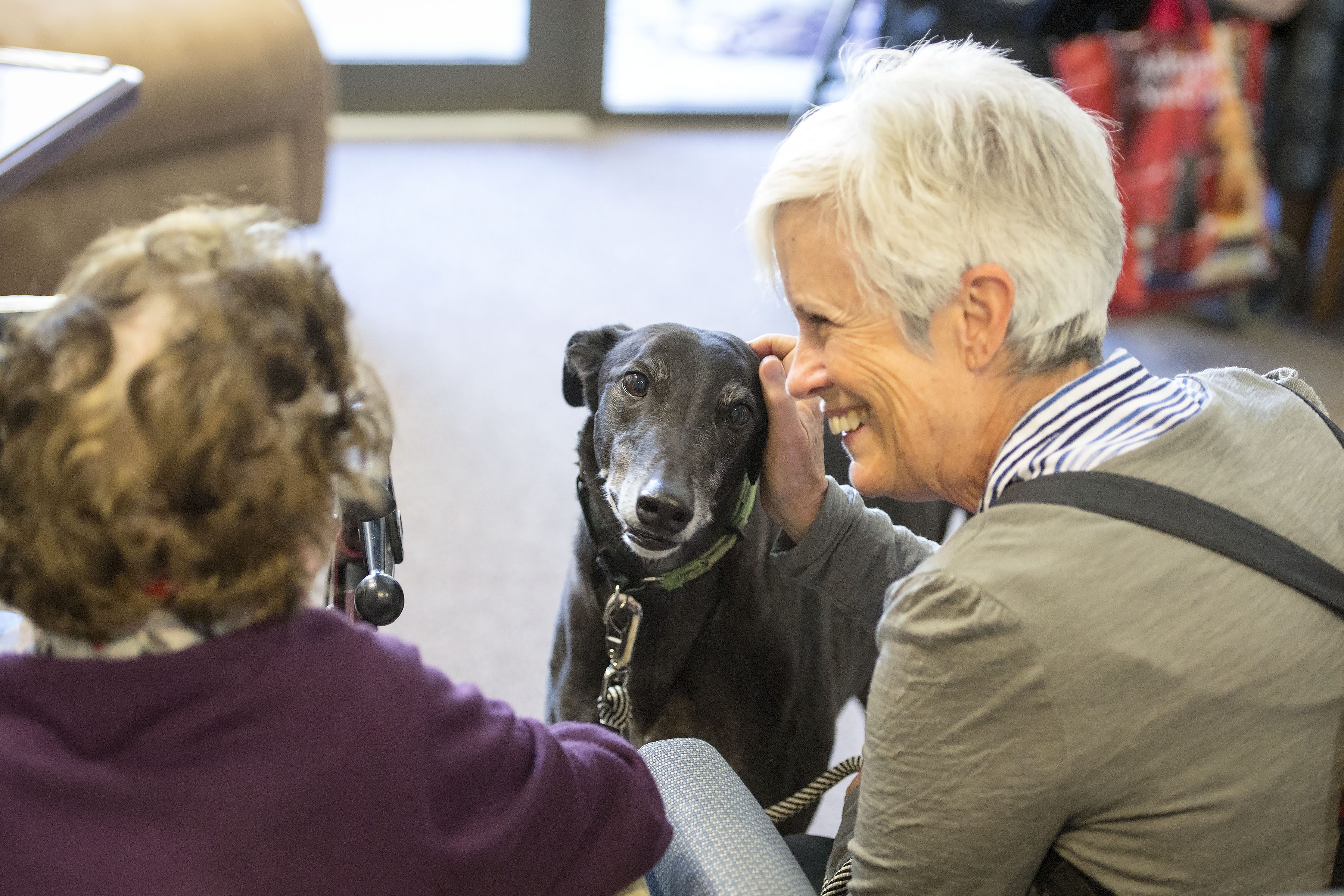 Greyhounds as Therapy Dogs - Greyhounds as Pets