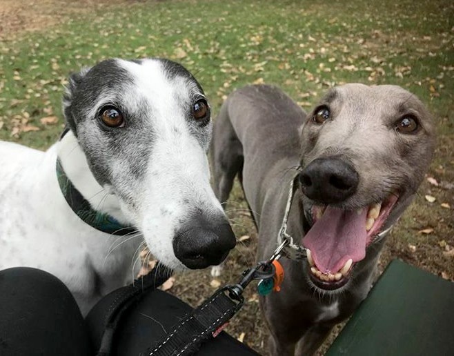 greyhound dogs as pets