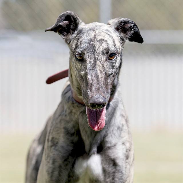 Racing and Wagering Western Australia | Greyhounds as Pets