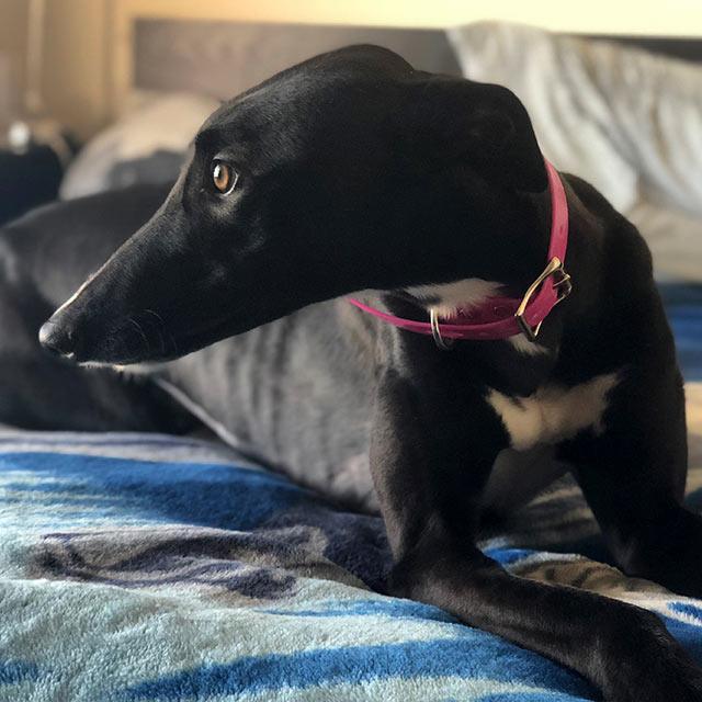 Racing and Wagering Western Australia Greyhounds as Pets