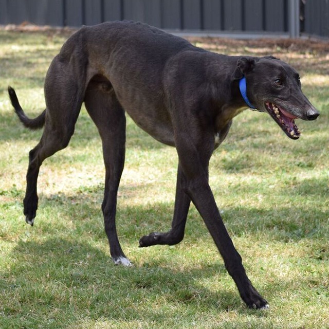 Racing and Wagering Western Australia Greyhounds as Pets